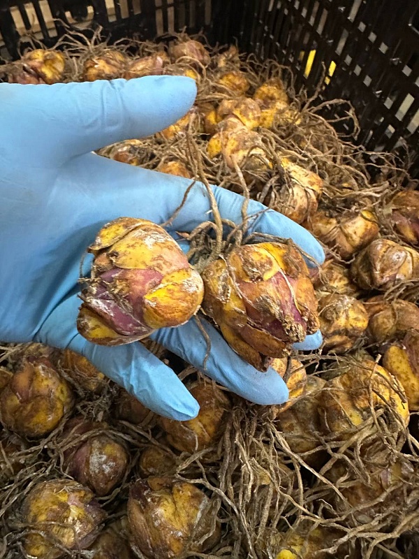 Лилия Пурпл Дрим